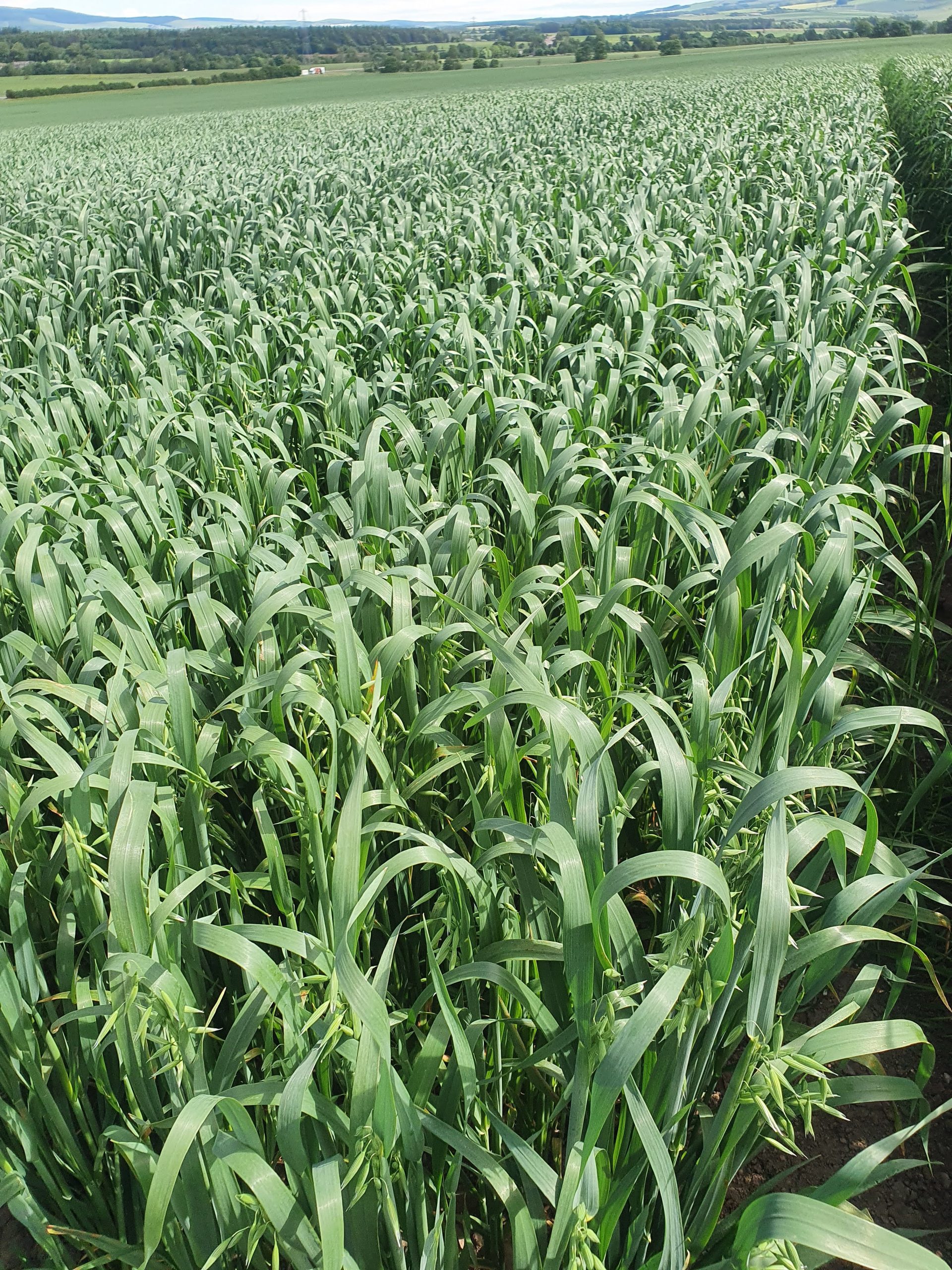 Spring oat plots 3