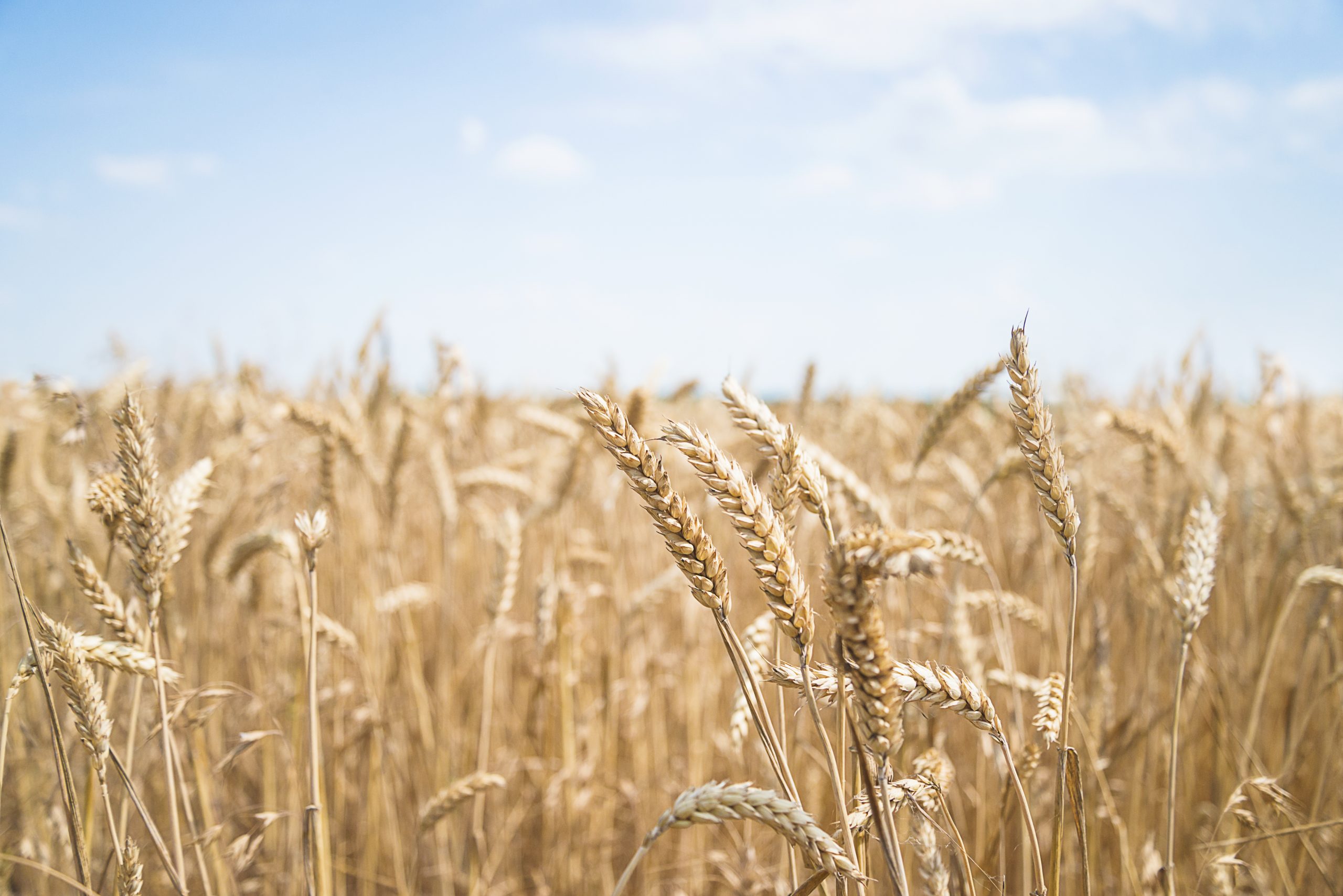 Beautiful summer field of ripe wheats on sunny day